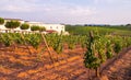 Vines in a vineyard in Alentejo region, Portugal, at sunset Royalty Free Stock Photo